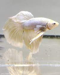 Check spelling or type a new query. 20 Jenis Ikan Cupang Hias Untuk Dipelihara Popmama Com