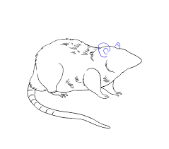 How To Draw A Rat | Step-By-Step Tutorial | Easy Drawing Guides