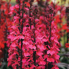 These pokémon learn morning sun at the level specified. Starship Deep Rose Lobelia Seeds From Park Seed