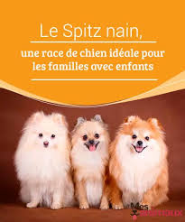 My Animals Blog Sur Les Conseils Les Soins Et Tout Ce Qui Concerne Le Monde Animal Pomeranian Puppy Dogs Dog Barking