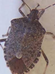 How long can bed bugs live without host? Stink Bug Season Here S How To Get Rid Of Them Wsyx