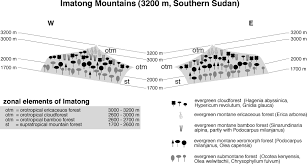 Image result for Isoglossa gregorii