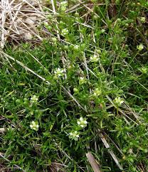 Image result for Sagina abyssinica