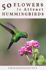 We can attract the hummingbirds towards our garden by planting the nectar flower plants. 50 Flowers For Hummingsbirds And Sugar Water Recipe Empress Of Dirt