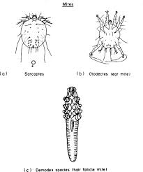 Image result for what do otodectes cynotis look like in dog fur