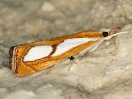 Image result for Catoptria pinella