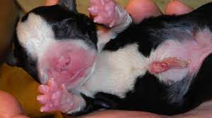 Primarul capitalei dorin chirtoaca a venit cu un plan de rezolvare a problemei cainilor vagabonzi: PuiuÅ£ii De La Varsta Zero Ce Faci Cand Incepe FÄƒtarea Cum Ingrijesti Un Pui Nou NÄƒscut Animal Zoo