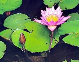 Image result for Nymphaea nouchali