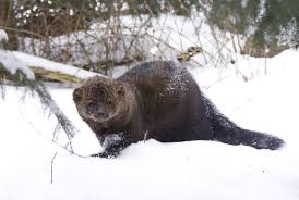 Although many people call them. Fisher Cat Screech Lost Pet Research