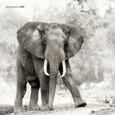 Within The Lower Zambezi Valley Is One Of Zimbabwe S Most Ecologically Significant National Parks Mana Pools National Park Mana Pools Is Olifanten