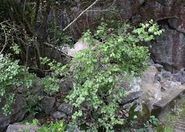 Image result for Strychnos lucens