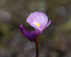 Image result for Utricularia appendiculata
