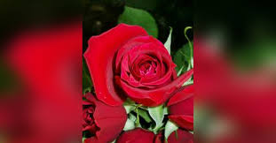 Obituary information for Lindsey Brooke Epperson