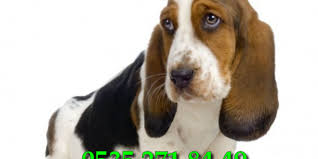 Nbsp Basset Hound Basset Kelimesi Cuce Anlamina Gelen Yabanci Kokenli Bir Kelimede Hush Puppies Kopek