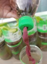 Saya sediakan satu senarai lengkap untuk menjadi rujukan anda. Peguam Wanita Ini Kongsi 9 Langkah Mudah Tanam Sayur Dalam Botol Mineral Jimat Dan Senang