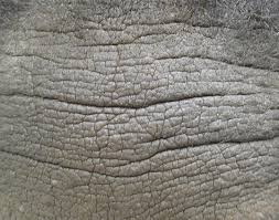 Image result for Thesium nigricans