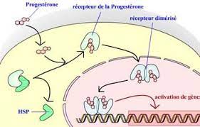 Check spelling or type a new query. Des Pilules Pour La Contraception D Urgence Et L Avortement Levonorgestrel Et Ru 486 Mifepristone Planet Vie