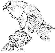 Hawk Coloring Page Animals Town Animals Color Sheet Hawk Free Printable Coloring Pages An Animal Coloring Books Bird Coloring Pages Animal Coloring Pages