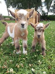 A Couple Of Cute Kids Animals Cute Animals Animals Beautiful