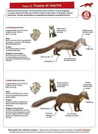 Toutes Les Nouvelles Www Nature79 Org Empreinte Animaux Documentaire Animaux Photo Animaux