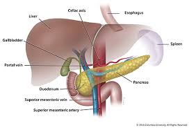 The liver is an organ only found in vertebrates which detoxifies various metabolites, synthesizes proteins and produces biochemicals necessary for digestion and growth. The Pancreas And Its Functions Columbia University Department Of Surgery