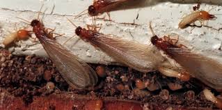 Learn about salaries, benefits, salary satisfaction and where you could earn the most. Pest Control Myrtle Beach Cpm Complete Pest Management Myrtle Beach Bed Bug Exterminators Cockroach Exterminators Rodent Exterminators Termite Contracts All Pests Removed 843 457 7364 Pest Control Myrtle Beach