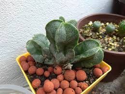 From a post loree danger garden dioon edule and azurite. Order The Best Quality Desert Plants Through A Global Cacti And Succulent Supplier Cacti And Succulents Plants Succulents