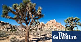 The yucca tree with fruit.here i pick two fruits & cut one open only to find the worms have already claimed it. Fruit Trees Joshua Tree Fruit Recipe