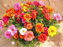 2020 100 Mixed Color Moss Rose Purslane Double Flower Seeds Portulaca Grandiflora From Maiweilai 1 01 Dhgate Com