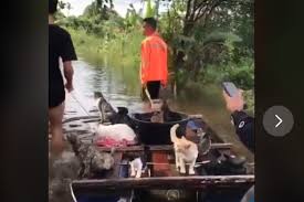 Loker dihandil bakti bjm hari ini : Video Viral Aksi Penyelamatan Kucing Saat Banjir Kalsel Bagaimana Ceritanya Halaman All Kompas Com