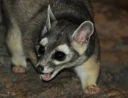 Qui ' i significa durazno o melocotón. Cacomixtles Genero Bassariscus Naturalista