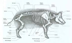 Pig Bone Diagram Skeletal Pig Skeleton Labeled Simple Pig
