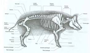 pig bone diagram skeletal pig skeleton labeled simple pig