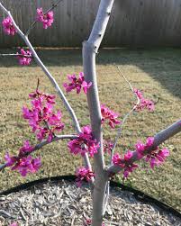 Topwebanswers.com has been visited by 1m+ users in the past month My Baby Redbud Tree Is Blooming Gardening