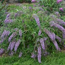 Butterfly Bush Rhs Buddleja Davidii Wisteria Lane Trees And Shrubs Shrubs Butterfly Bush