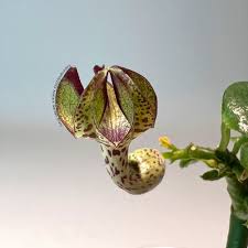 Image result for Ceropegia crassifolia