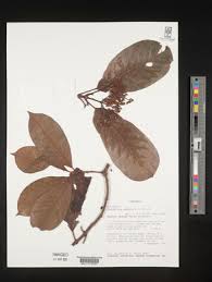 Image result for Psychotria mahonii