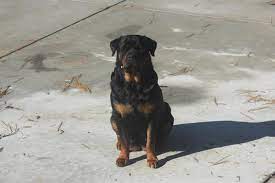Favorite this post jun 20 Big Headed Akc Rottweiler Puppies For Sale In Charlotte North Carolina Classified Americanlisted Com