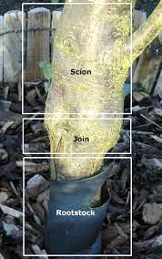 Check spelling or type a new query. How To Grow Plums Gardenfocused Co Uk