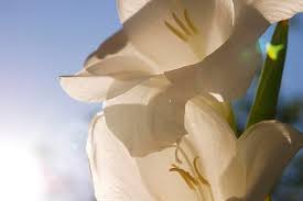 Wish her a happy mother's day with a beautiful bouquet of flowers, the perfect mother's day gift! The Best Flower Shows Near Nyc