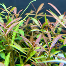 Image result for Hygrophila