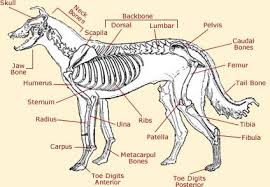 Dog Anatomy Diagram The Coat Of A Dog Varies In Colours