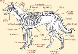 dog anatomy diagram the coat of a dog varies in colours