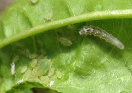 Skip to main search results. Syrphid Larva Ipm Pest Advisories