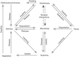 Detritus An Overview Sciencedirect Topics
