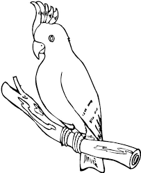 When we think of october holidays, most of us think of halloween. Online Coloring Pages Coloring Page Cockatoo Birds Download Print Coloring Page