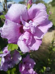 Image result for Hibiscus syriacus Violet Clair Double
