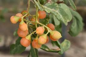 Image result for Cordia sinensis