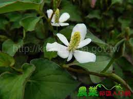 魚腥草 藥用植物主題館 農業知識入口網 plants