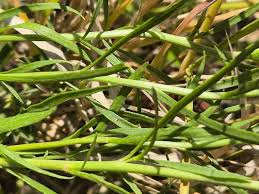 Image result for Athroisma